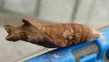 ヤドリバエに寄生されたアゲハ幼虫